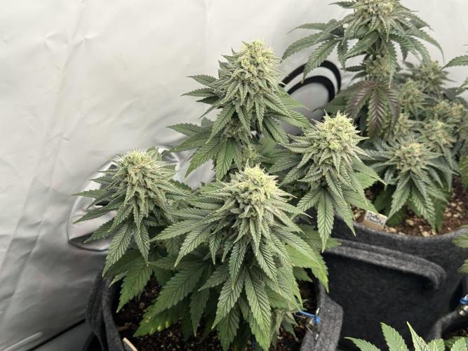 Orange Creampop #2025. Week 12 - Day #92 F#48