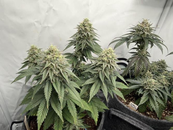 Orange Creampop #2025. Week 12 - Day #92 F#48