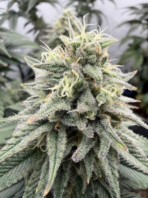 Orange Creampop #2025. Week 12 - Day #92 F#48