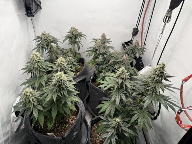 Orange Creampop #2025. Week 12 - Day #92 F#48