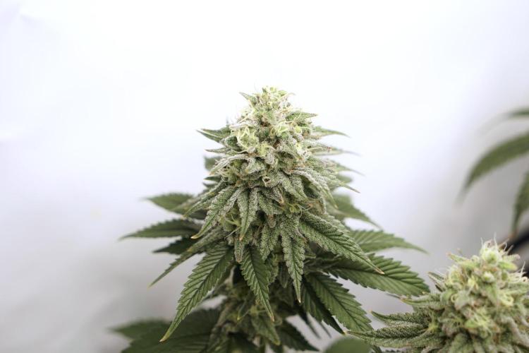 Orange Creampop #2025. Week 12 - Day #92 F#48