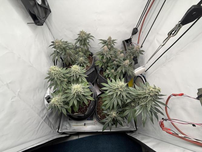 Jelly Donutz #2025. Week 12 - Day #92 F#48