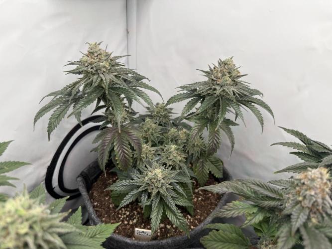 Jelly Donutz #2025. Week 12 - Day #92 F#48