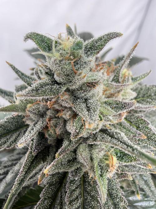 Jelly Donutz #2025. Week 12 - Day #92 F#48