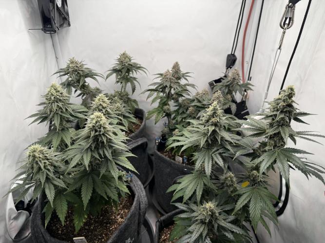 Jelly Donutz #2025. Week 12 - Day #92 F#48