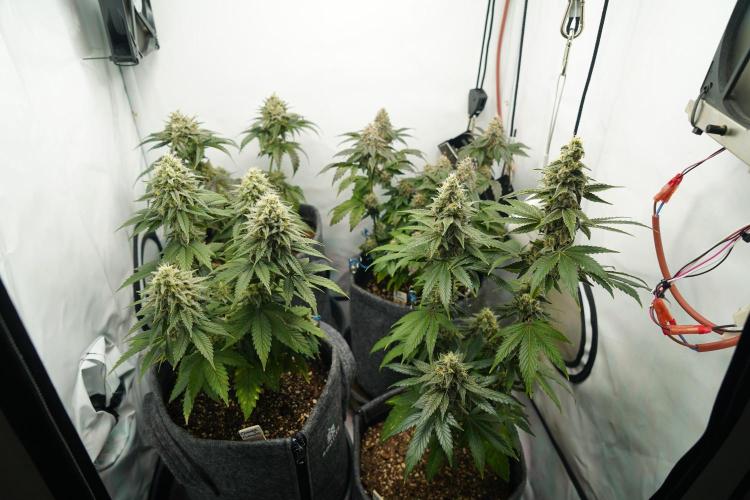 Jelly Donutz #2025. Week 12 - Day #92 F#48