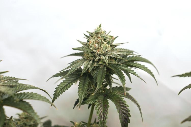 Jelly Donutz #2025. Week 12 - Day #92 F#48