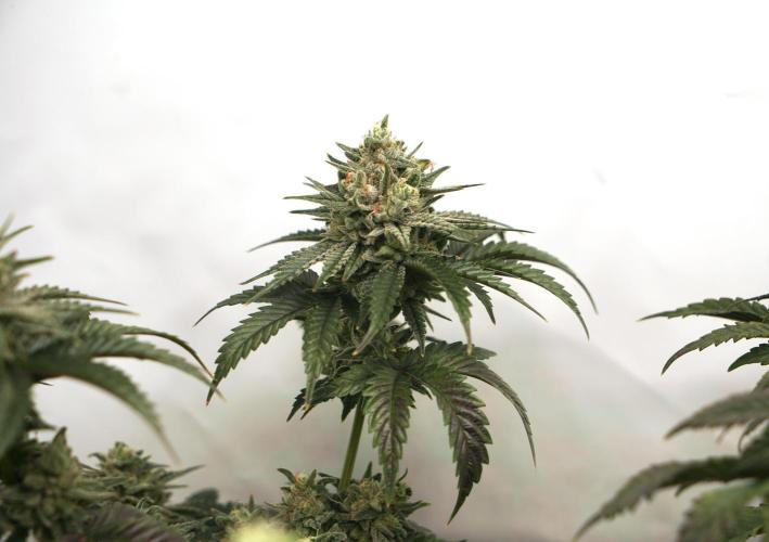 Jelly Donutz #2025. Week 12 - Day #92 F#48