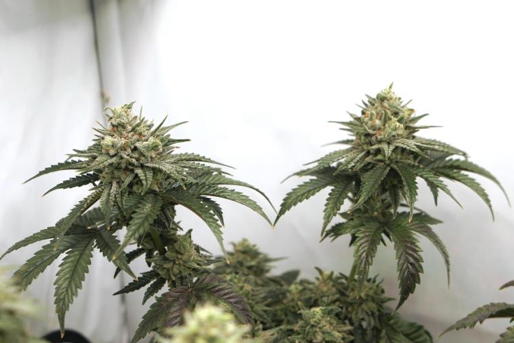 Jelly Donutz #2025. Week 12 - Day #92 F#48