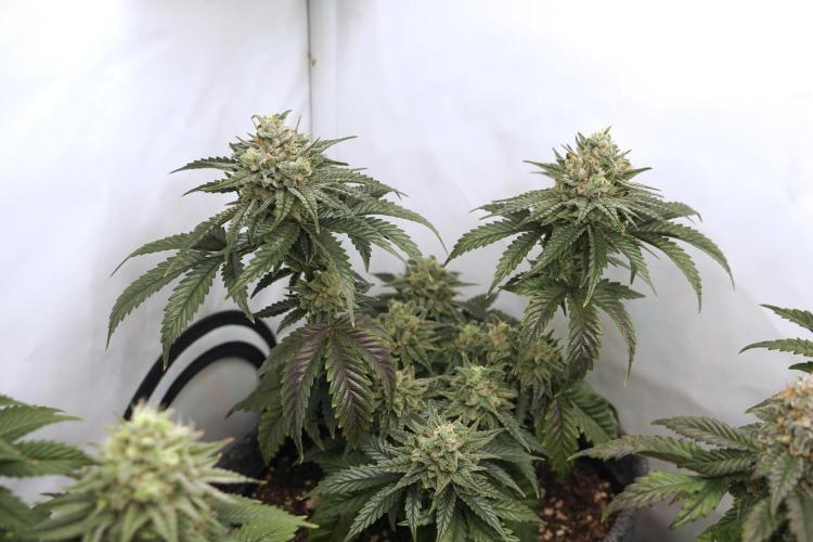 Jelly Donutz #2025. Week 12 - Day #92 F#48