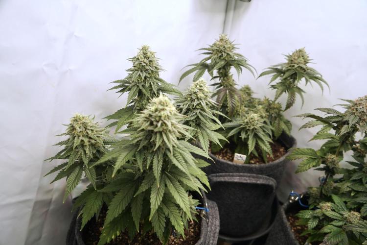 Jelly Donutz #2025. Week 12 - Day #92 F#48