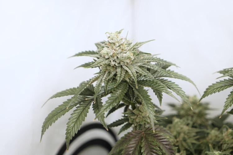 Jelly Donutz #2025. Week 12 - Day #92 F#48