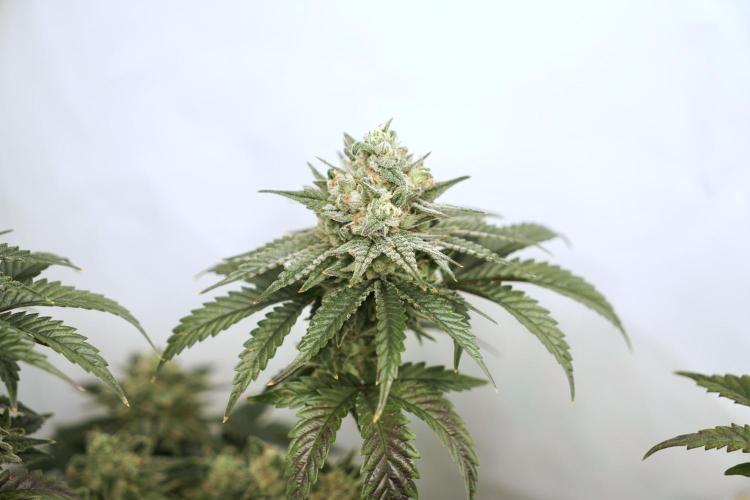 Jelly Donutz #2025. Week 12 - Day #92 F#48