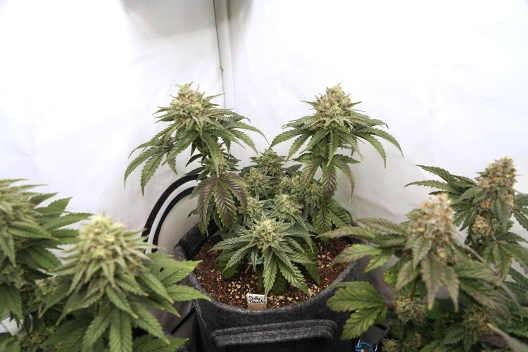 Jelly Donutz #2025. Week 12 - Day #92 F#48