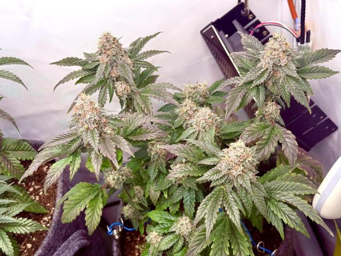 G.S. Cookies #2025. Week 12 - Day #93 F#49