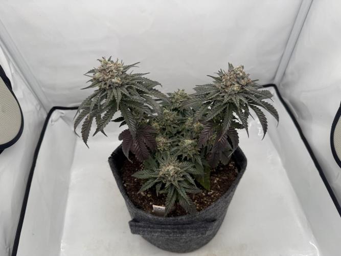 Jelly Donutz #2025. Week 13 - Day #99 F#55