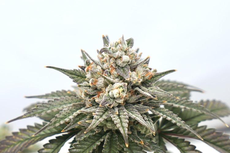 Jelly Donutz #2025. Week 13 - Day #99 F#55