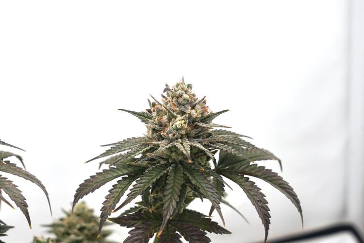 Jelly Donutz #2025. Week 13 - Day #99 F#55