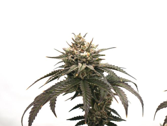 Jelly Donutz #2025. Week 13 - Day #99 F#55