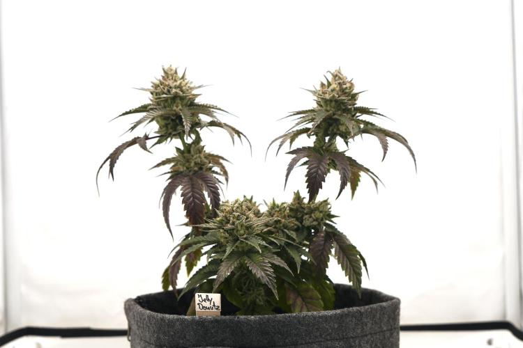 Jelly Donutz #2025. Week 13 - Day #99 F#55