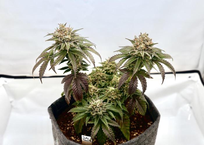 Jelly Donutz #2025. Week 13 - Day #99 F#55