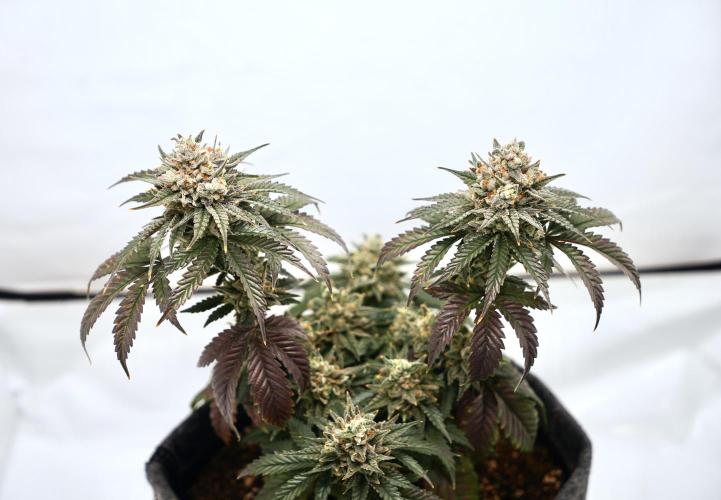 Jelly Donutz #2025. Week 13 - Day #99 F#55
