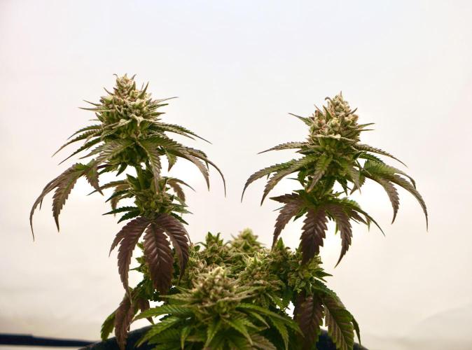 Jelly Donutz #2025. Week 13 - Day #99 F#55