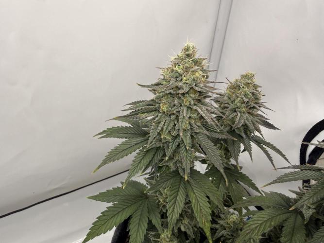 Orange Creampop #2025. Week 13 - Day #99 F#55