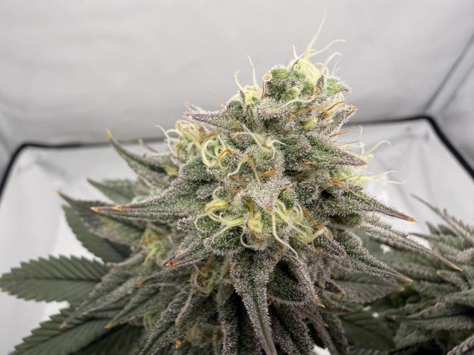 Orange Creampop #2025. Week 13 - Day #99 F#55