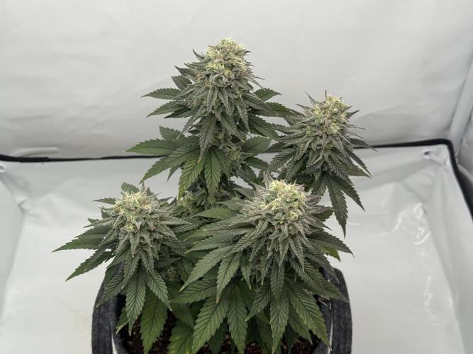 Orange Creampop #2025. Week 13 - Day #99 F#55