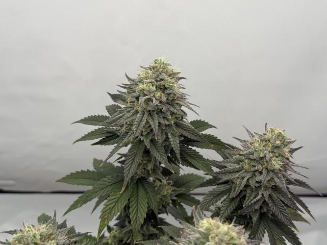 Orange Creampop #2025. Week 13 - Day #99 F#55