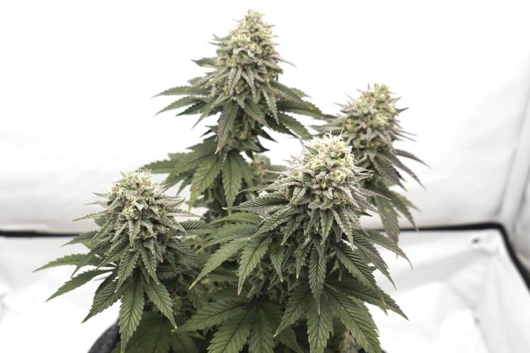 Orange Creampop #2025. Week 13 - Day #99 F#55