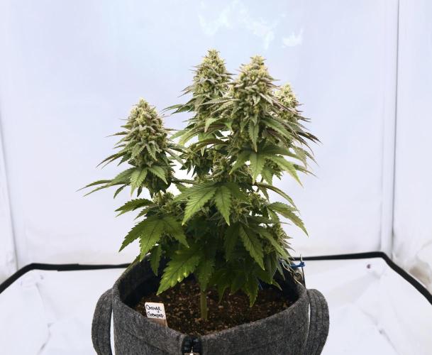 Orange Creampop #2025. Week 13 - Day #99 F#55
