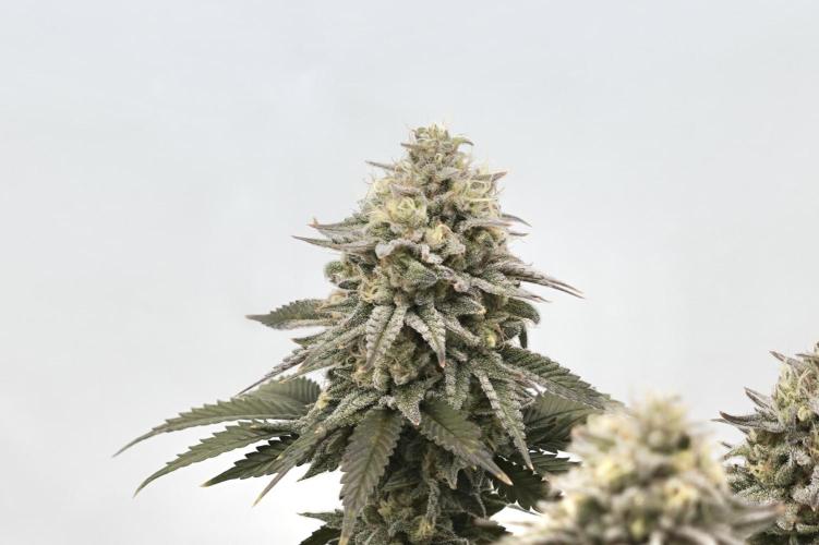 Orange Creampop #2025. Week 13 - Day #99 F#55