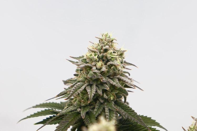 Orange Creampop #2025. Week 13 - Day #99 F#55