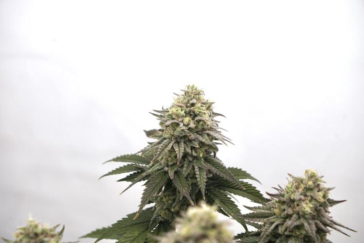 Orange Creampop #2025. Week 13 - Day #99 F#55
