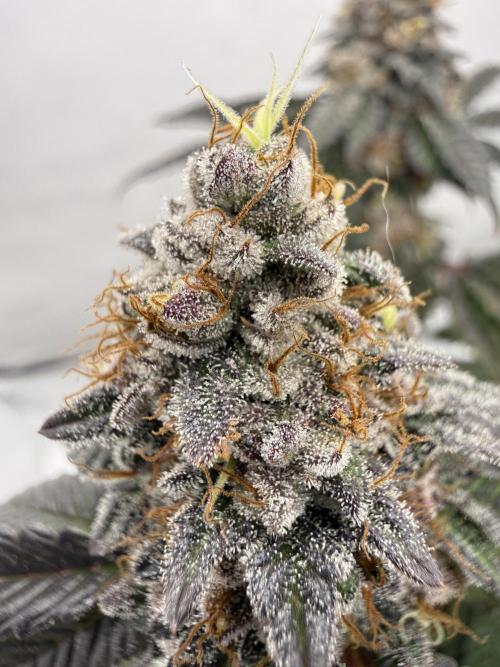 G.S. Cookies #2025. Week 13 - Day #99 F#55