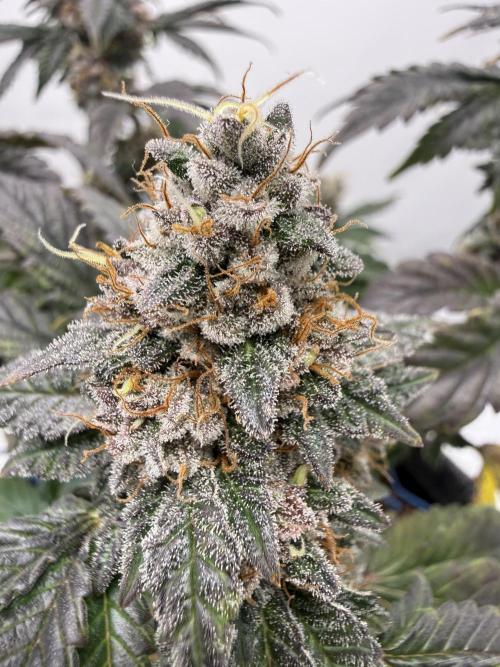 G.S. Cookies #2025. Week 13 - Day #99 F#55