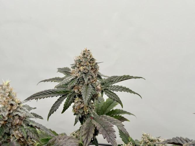 G.S. Cookies #2025. Week 13 - Day #99 F#55