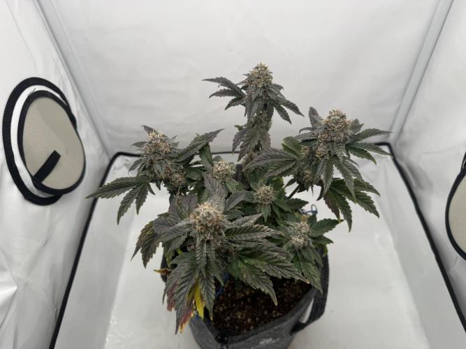 G.S. Cookies #2025. Week 13 - Day #99 F#55