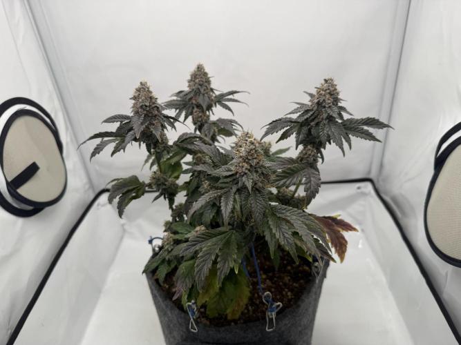 G.S. Cookies #2025. Week 13 - Day #99 F#55