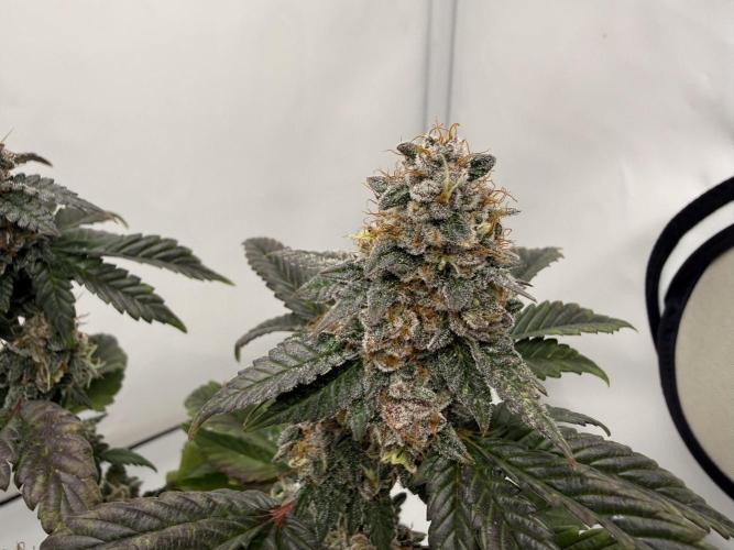 G.S. Cookies #2025. Week 13 - Day #99 F#55