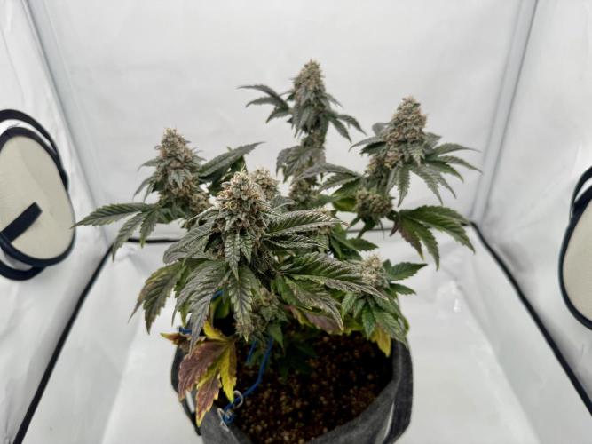 G.S. Cookies #2025. Week 13 - Day #99 F#55