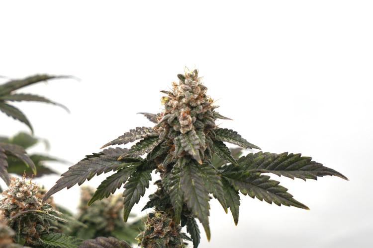 G.S. Cookies #2025. Week 13 - Day #99 F#55