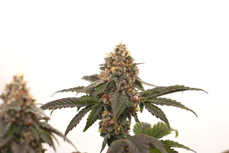 G.S. Cookies #2025. Week 13 - Day #99 F#55