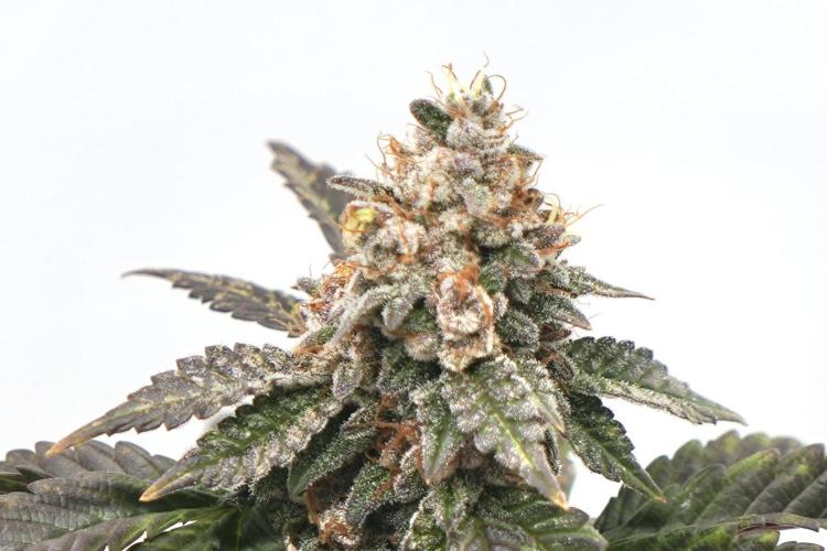 G.S. Cookies #2025. Week 13 - Day #99 F#55