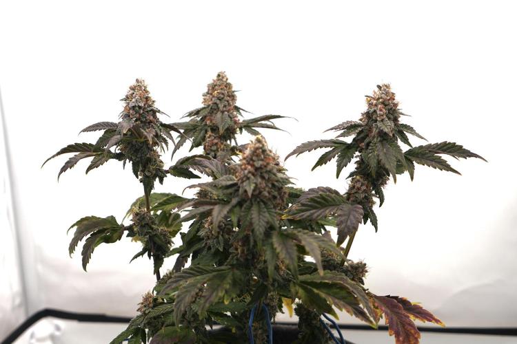 G.S. Cookies #2025. Week 13 - Day #99 F#55