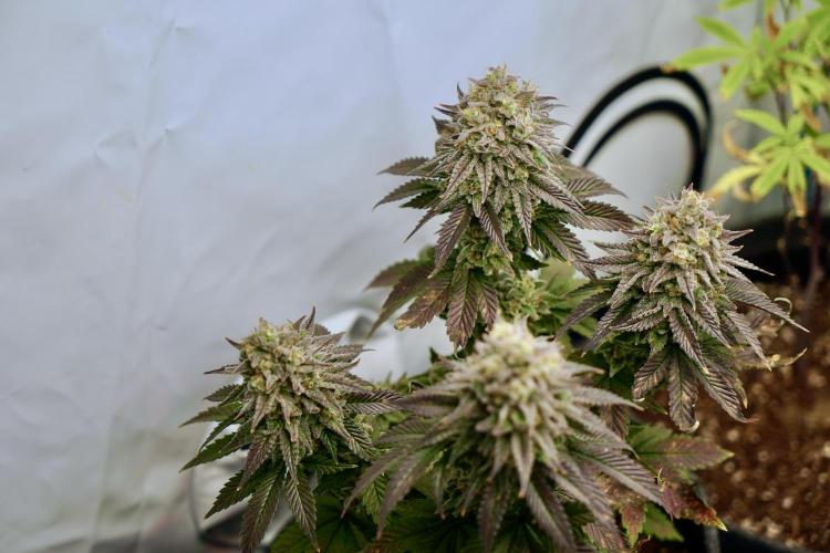 Orange Creampop #2025. Week 14 - Day #106 F#62