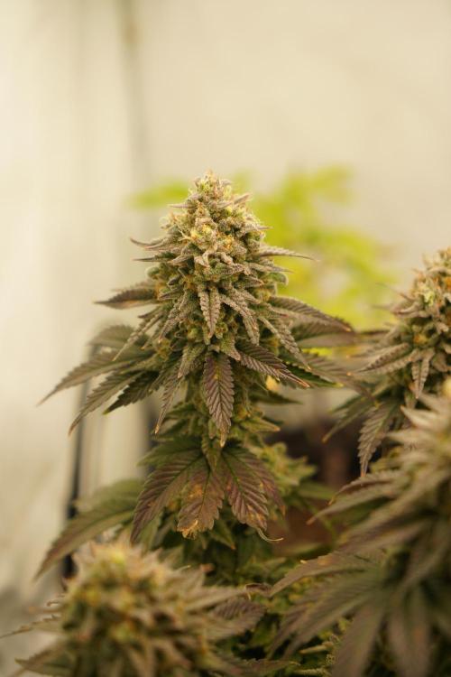Orange Creampop #2025. Week 14 - Day #106 F#62