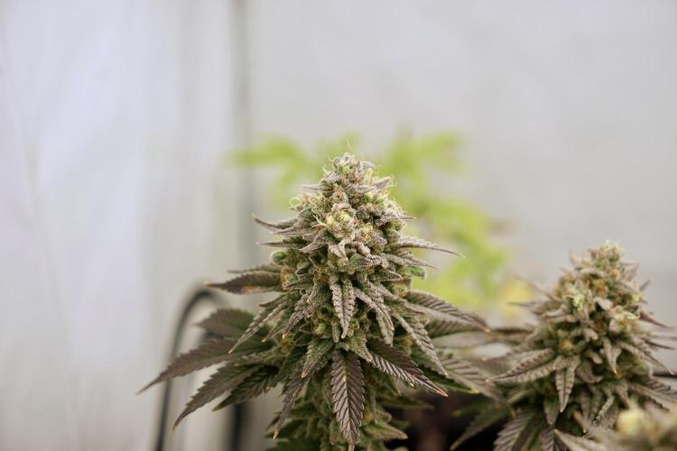 Orange Creampop #2025. Week 14 - Day #106 F#62